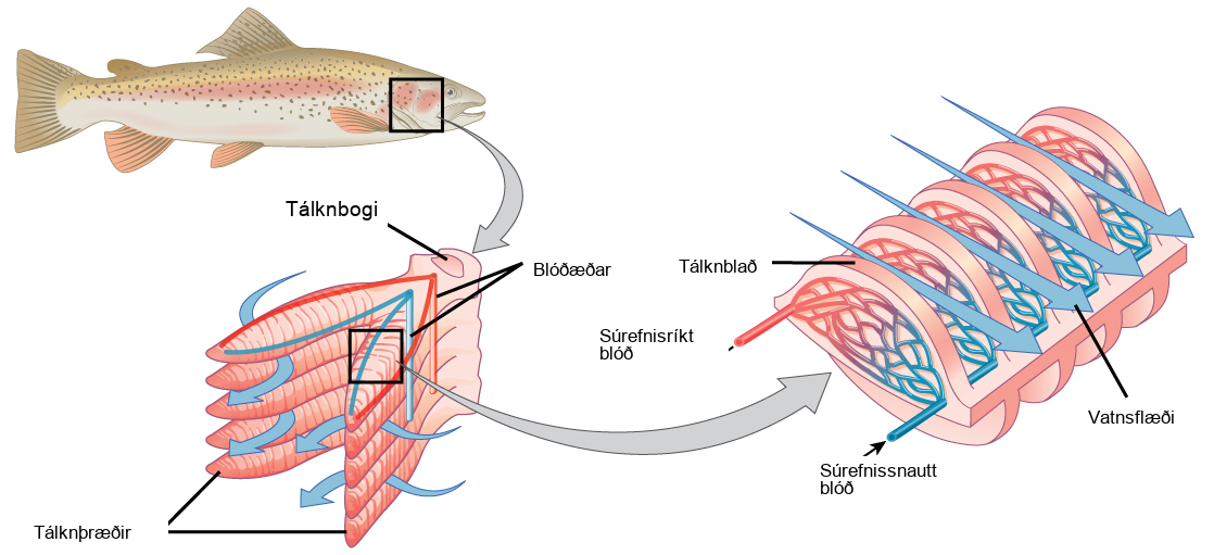The illustration shows a fish, with a box indicating the location of the gills, behind the head. A close-up image shows the gills, each of which resembles a feathery worm. Two stacks of gills attach to a structure called a columnar gill arch, forming a tall V. Water travels in from the outside of the V, between each gill, then travels out of the top of the V. Arteries from the hearth bring deoxygenated blood into the gill from the base of the gill arch, and arteries travel back out on the opposite side carrying the oxygenated blood toward the organs. A close-up image of a single gill shows that water travels over the gill lamella, passing over arteries with oxygenated blood first, then over the arteries with deoxygenated blood coming from the hearth. A rich capillary network in the lamellae of the gills facilitates the gas exchange.