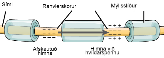 Illustration shows an axon covered in three bands of myelin sheath. Between the sheath coverings the axon is exposed. The uncovered parts of the axon are called nodes of Ranvier. In the illustration, the left node of Ranvier is depolarized such that the membrane potential is positive inside and negative outside. The right membrane of the right node is at the resting potential, negative inside and positive outside. An arrow indicates that the depolarization jumps from the left node to the right, so that the right node becomes depolarized.