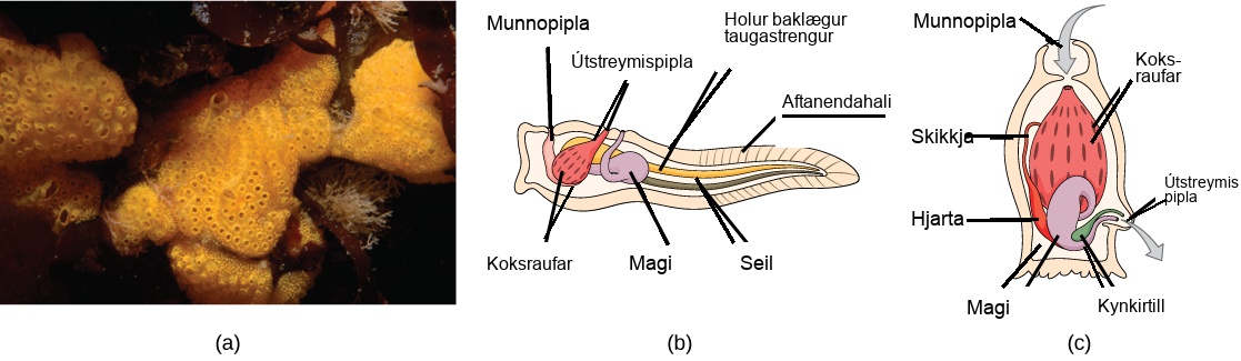 Photo A shows tunicates, which are sponge-like in appearance and have holes along the surface. Illustration B shows the tunicate larval stage, which resembles a tadpole, with a post anal tail at the narrow end. A dorsal hollow nerve cord run along the upper back, and a notochord runs beneath the nerve cord. The digestive tract starts with an oral siphon at the front of the animal connected to a stomach. Above the stomach is the atrial siphon. The pharyngeal slits, which are located in between the stomach and mouth, are connected to an atrial opening at the top of the body. Illustration C shows an adult tunicate, which resembles a tree stump anchored at the bottom. Water enters through an oral siphon at the top of the body and passes through the pharyngeal slits, where it is filtered. Water then exits through another opening at the side of the body. A heart, stomach and gonad are tucked beneath the pharyngeal slit. The outer surface is called a tunic.