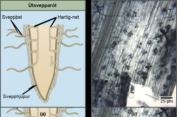 The figure compares two types of mycorrhizae: ectomycorrhiza and arbuscular mycorrhiza. Part A is an illustration of an ectomycorrhiza mycorrhiza. In ectomycorrhiza, fungal hyphae form a structure called a Hartig net inside the root. The Hartig net forms rows of cells that extend straight down, and branch toward the outside of the root. A fungal mantle surrounds the root. Mycelia extend from the fungal mantle. In arbuscular mycorrhiza, the fungi form finger-like clusters that are connected to mycelia that extend from the root into the soil. Part B is a micrograph of arbuscular mycorrhiza, which appear as grape-like clusters in a root tip.