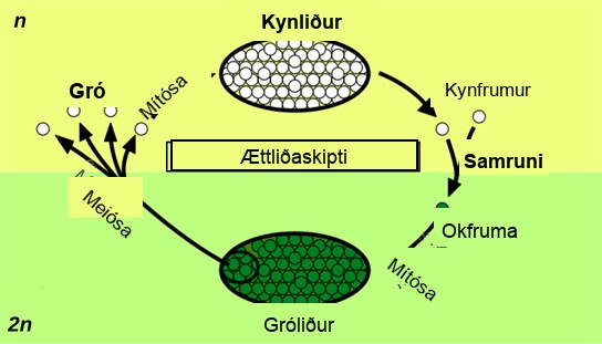 The plant life cycle has haploid and diploid stages. The cycle begins when haploid (1n) spores undergo mitosis to form a multicellular gametophyte. The gametophyte produces gametes, two of which fuse to form a diploid zygote. The diploid (2n) zygote undergoes mitosis to form a multicellular sporophyte. Meiosis of cells in the sporophyte produces 1n spores, completing the cycle.