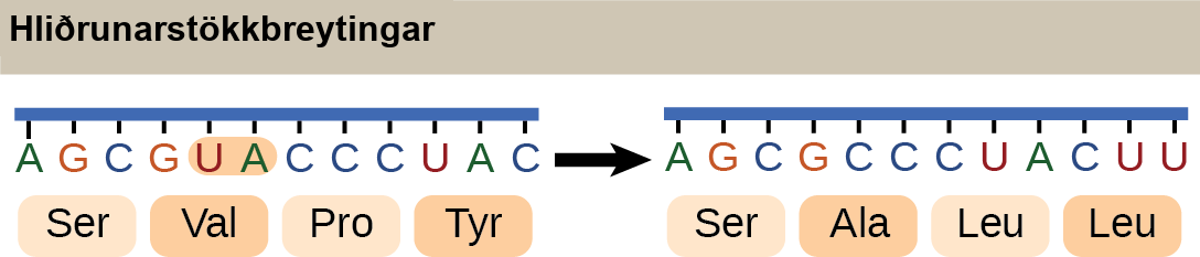 Illustration shows a frameshift mutation in which the reading frame is altered by the deletion of two amino acids.
