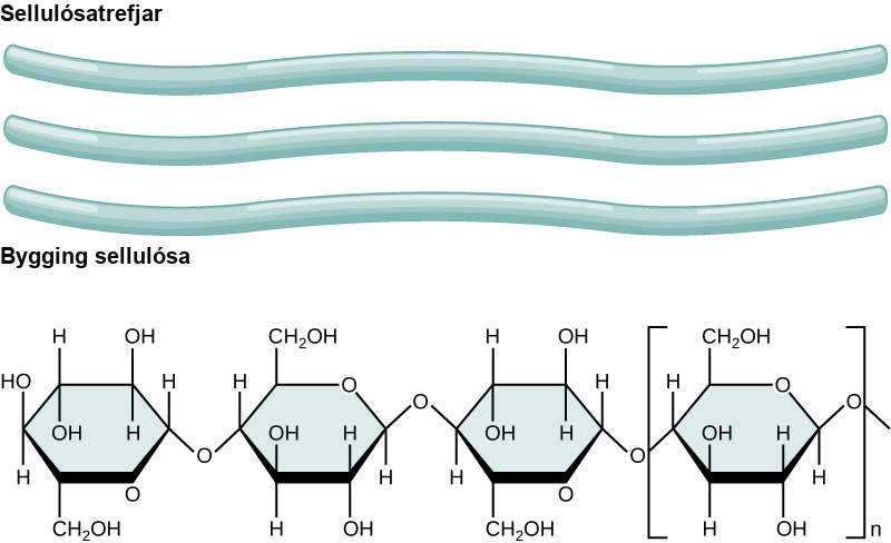 Three cellulose fibers and the chemical structure of cellulose is shown. Cellulose consists of unbranched chains of glucose subunits that form long, straight fibers.