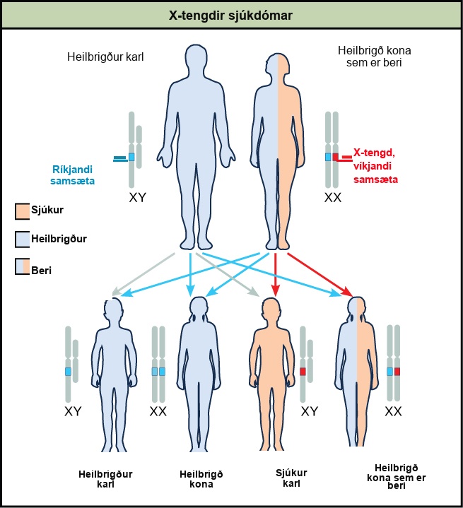 A diagram shows an unaffected male with a dominant allele and an unaffected carrier female with an x-linked recessive allele. Four figures of offspring are shown representing the various resulting genetic combinations: unaffected male offspring, unaffected female offspring, affected male offspring, and unaffected carrier female offspring.