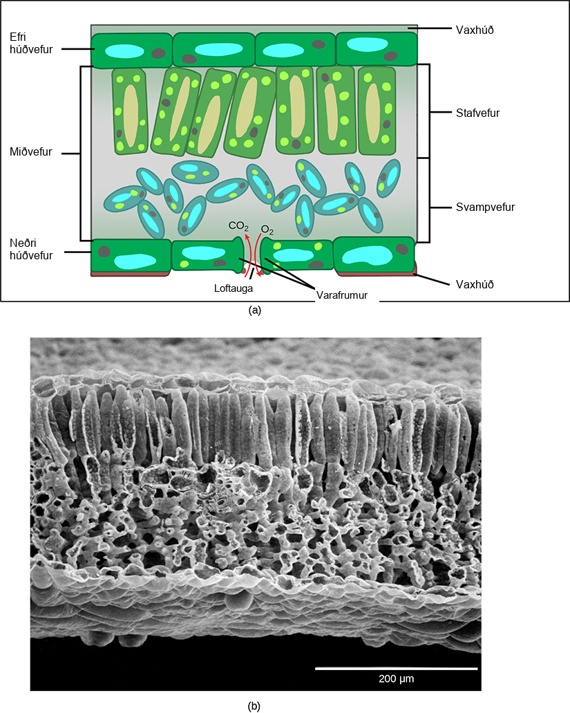 Part A is a leaf cross section illustration. A flat layer of rectangular cells make up the upper and lower epidermis. A cuticle layer protects the outside of both epidermal layers. A stomatal pore in the lower epidermis allows carbon dioxide to enter and oxygen to leave. Oval guard cells surround the pore. Sandwiched between the upper and lower epidermis is the mesophyll. The upper part of the mesophyll is comprised of columnar cells called palisade parenchyma. The lower part of the mesophyll is made up of loosely packed spongy parenchyma. Part B is a scanning electron micrograph of a leaf in which all the layers described above are visible. Palisade cells are about 50 microns tall and 10 microns wide and are covered with tiny bumps, which are the chloroplasts. Spongy parenchyma cells are smaller and irregularly shaped. Several large bumps about 20 microns across project from the lower surface of the leaf.