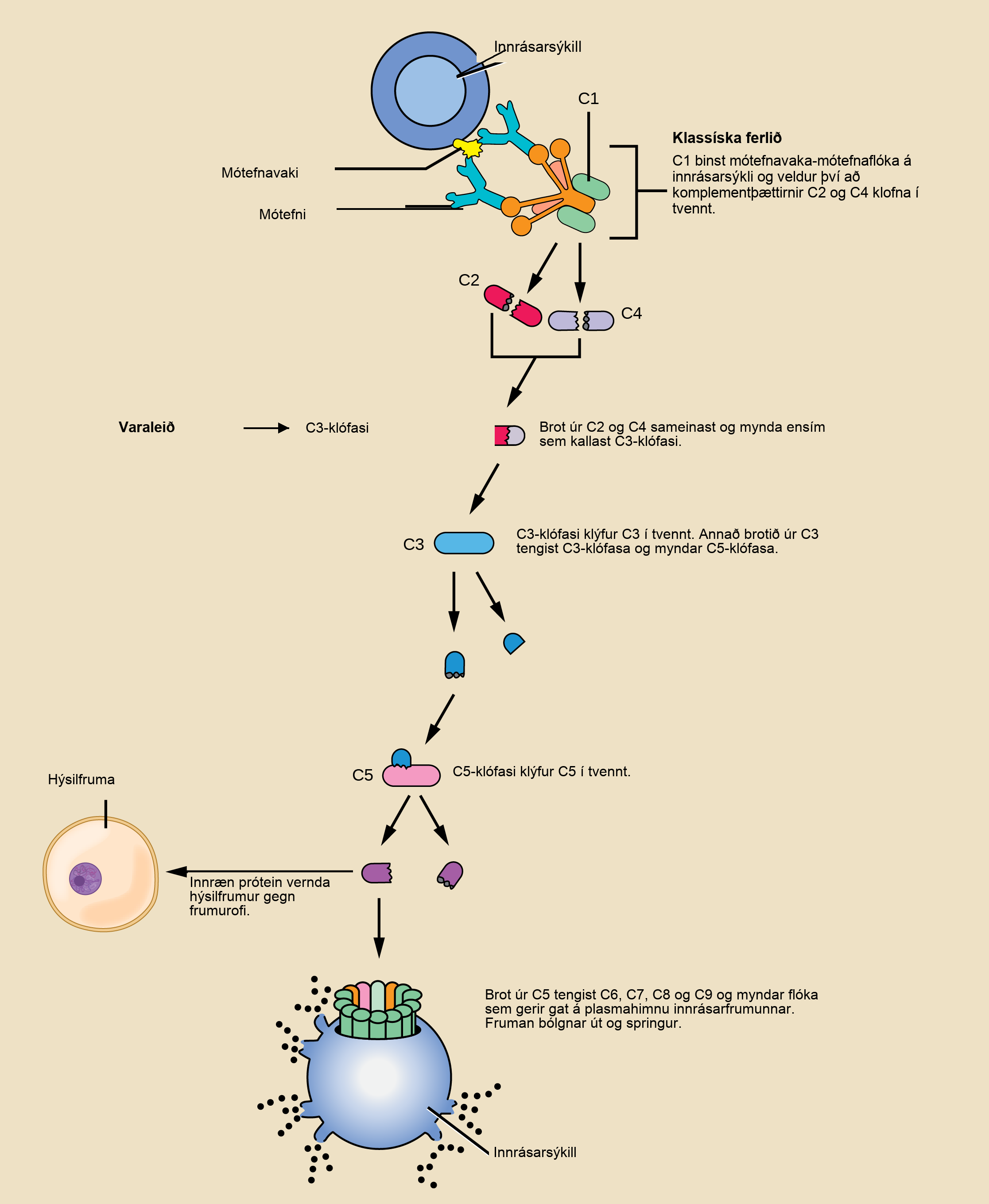 Illustration shows an invading pathogen with an antigen on its surface. In the classic pathway for complement activation, host antibodies bind the antigen, and C 1 binds the antibody. The C 1-antibody complex causes C 2 and C 4 each to split in two. Fragments from C 2 and C 4 each joins together to form an enzyme called C 3 convertase. C 3 convertase splits C 3 in two. One of the fragments from C 3 joins C 3 convertase to form C 5 convertase. C 5 convertase splits C 5 in two. A fragment from C 5 joins C 6, C 7, C 8, and C 9 to form a complex that makes a hole in the plasma membrane for the invading cell. The cell swells and bursts. In the alternative pathway, C 3 convertase spontaneously splits C 3 in two and the rest of the pathway proceeds the same as the classic pathway. Host cells are protected from complement by the presence of endogenous proteins.