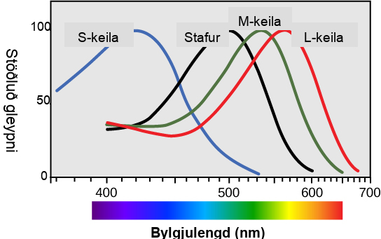 Graf sem sýnir næmi stafa og S-, M- og L-keilna fyrir mismunandi bylgjulengdum ljóss.