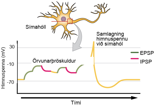 Illustration shows the location of the axon hillock, which is the area connecting the neuron body to the axon. A graph shows the summation of membrane potentials at the axon hillock, plotted as membrane potential in millivolts versus time. Initially, the membrane potential at the axon hillock is minus 70 millivolts. A series of E P S Ps and I P S Ps cause the potential to rise and fall. Eventually, the potential increases to the threshold of excitation. At this point the nerve fires, resulting in a sharp increase in membrane potential, followed by a rapid decrease. The hillock becomes hyperpolarized such that the membrane potential is lower than the resting potential. The hillock then gradually returns to the resting potential.