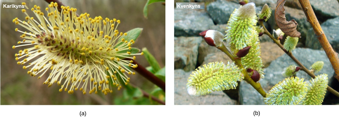 Photo A shows the long, thin flower male of the white willow, which has long, hair-like appendages jutting out all along its length. Photo B shows the female flower from the same plant. The shape is similar, but the hair-like appendages are missing.
