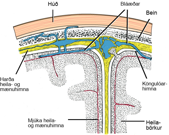 Illustration shows the three meninges that protect the brain. The outermost layer, just beneath the skull, is the dura mater. The dura mater is the thickest meninge, and blood vessels run through it. Beneath the dura mater is the arachnoid mater, and beneath this is the pia mater.