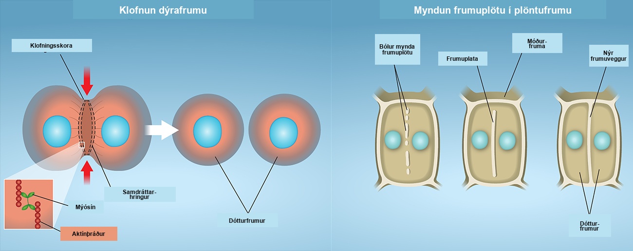 Part a: This illustration shows cytokinesis in a typical animal cell. Part b: Cytokinesis is shown in a typical plant cell. In an animal cell, a contractile ring of actin filaments forms a cleavage furrow that divides the cell in two. In a plant cell, Golgi vesicles coalesce at the metaphase plate. A cell plate grows from the center outward, and the vesicles form a plasma membrane that divides the cytoplasm.