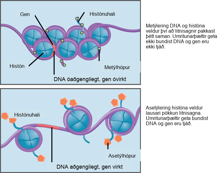 Nucleosomes are depicted as wheel like structures. The nucleosomes are made up of histones, and have D N A wrapped around the outside. Each histone has a tail that juts out from the wheel. When D N A and the histone tails are methylated, the nucleosomes pack tightly together so there is no free D N A. Transcription factors cannot bind, and genes are not expressed. Acetylation of histone tails results in a looser packing of the nucleosomes. Free D N A is exposed between the nucleosomes, and transcription factors are able to bind genes on this exposed D N A.