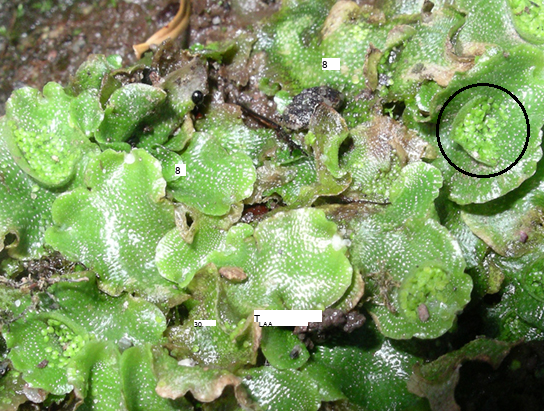 Photo shows a liverwort with lettuce-like leaves. The gemma cup, described in the paragraph and subsequent life-cycle diagram, is highlighted.