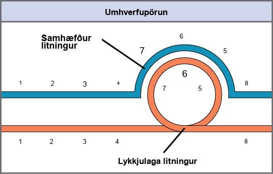 This illustration shows the inversion pairing that occurs when one chromosome undergoes inversion but the other does not. For chromosome alignment to occur during meiosis, one chromosome must form an inverted loop while the other conforms around it.