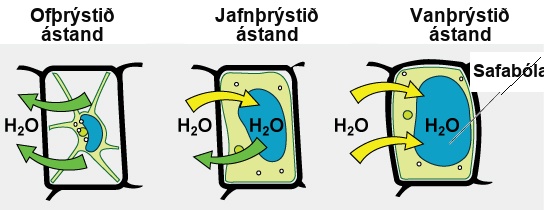 The left part of this image shows a plant cell bathed in a hypertonic solution so that the plasma membrane has pulled away completely from the cell wall, and the central vacuole has shrunk. Water moves out of the plant cell. The middle part shows a plant cell bathed in an isotonic solution; the plasma membrane has pulled away from the cell wall a bit, and the central vacuole size is unchanged. Water moves both in and out of the plant cell. The right part shows a plant cell in a hypotonic solution. The central vacuole is large, and the plasma membrane is pressed against the cell wall. Water is moving into the plant cell.