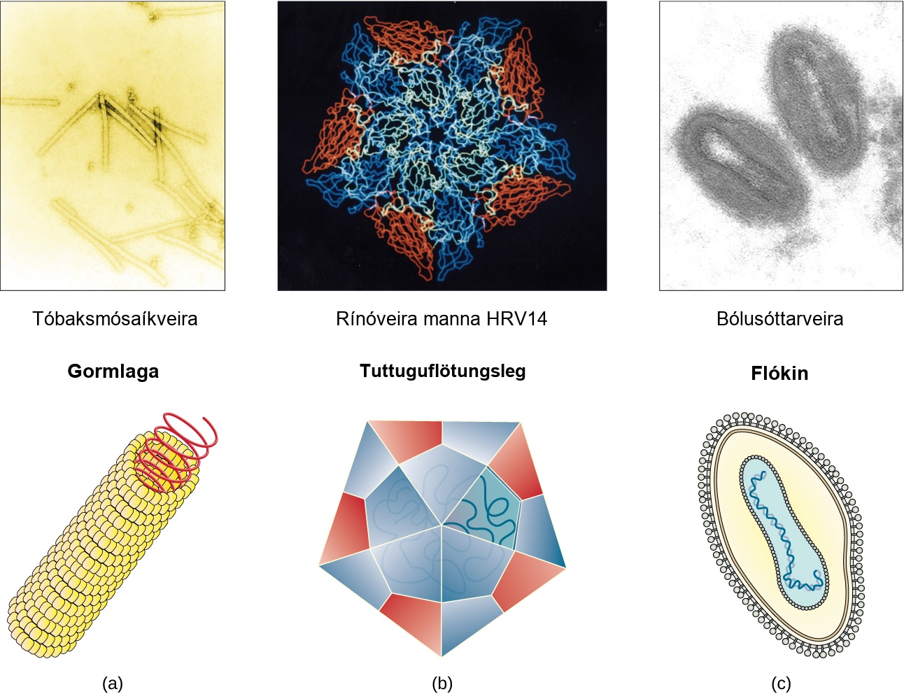 Figure a is a helical virus which has a long linear structure. The outer proteins are small spheres arranged into a long, hollow tube. Inside the tube is the genetic material. Tobacco mosaic virus is an example of a helical virus. Figure b is an icosahedral virus which has a polyhedron structure. The example shown is human rhinovirus which has a pentagon structure. Complex viruses have a more complex structure in figure C. The example is variola which has an ovoid structure.