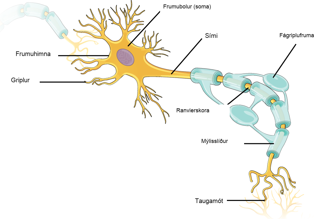 Illustration shows a neuron. The main part of the cell body, called the soma, contains the nucleus. Branch-like dendrites project from three sides of the soma. A long, thin axon projects from the fourth side. The axon branches at the end. The tip of the axon is in close proximity to dendrites of an adjacent nerve cell. The narrow space between the axon and dendrites is called the synapse. Cells called oligodendrocytes are located next to the axon. Projections from the oligodendrocytes wrap around the axon, forming a myelin sheath. The myelin sheath is not continuous, and gaps where the axon is exposed are called nodes of Ranvier.