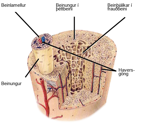 Illustration shows a cross-section of a bone. The compact outer part of the bone is made up of cylindrical osteons that run its length. Each osteon is made up of a matrix of lamellae that surround a central Haversian canal. Arteries, veins and nerve fibers run through the Haversian canals. The spongy inner bone consists of porous trabeculae.