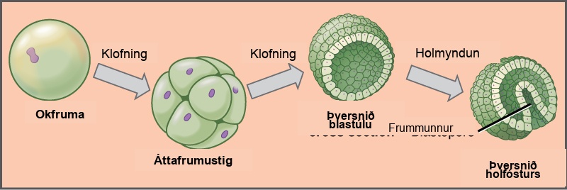 The left part of the illustration shows a single-celled zygote. The initial cleavage, or cell division, results in a ball of cells, called the eight-cell stage. The cells do not grow during cleavage, so the eight-cell stage ball is about the same diameter as the zygote. Further cleavage results in a hollow ball of cells called a blastula. Upon gastrulation, part of the ball of cells invaginates, forming a cavity called a blastopore.