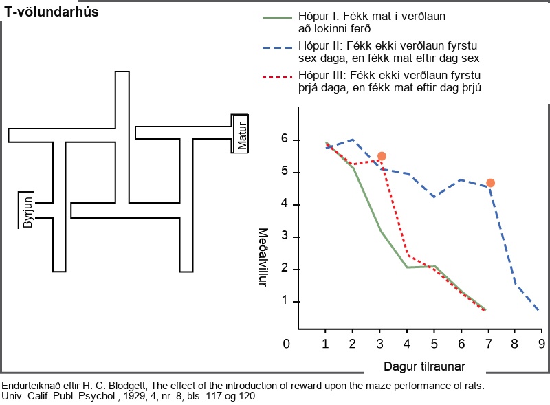 A diagram shows a rat maze that has several turns and dead ends. Next to this maze is a graph showing the average error of the rats navigating the maze plotted versus the day of the experiment. Rats that are rewarded at the end of each run learn the maze quickly, and the number of errors they make in navigating the maze rapidly drops from six on day one to one on day eleven. Rats that are not rewarded on the first two days but are rewarded from day three learn the maze slowly at first, but quickly after the reward is present. Rats that are not rewarded on the first six days but are rewarded starting at day seven gradually reduce the number of errors over the first six days, but rapidly reduce their errors after a reward is present.