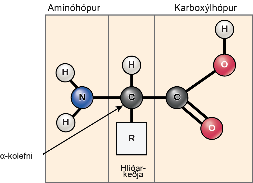 The molecular structure of an amino acid is given. An amino acid has an alpha carbon to which an amino group, a carboxyl group, a hydrogen, and a side chain are attached. The side chain varies for different amino acids, and is designated as the R - group.