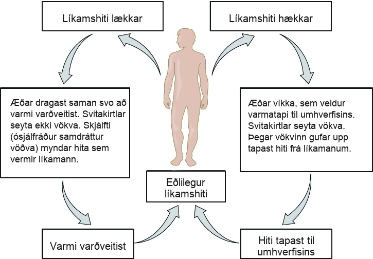 Flow chart shows how normal body temperature is maintained. If the body temperature rises, blood vessels dilate, resulting in loss of heat to the environment. Sweat glands secrete fluid. As this fluid evaporates, heat is lost from the body. As a result, the body temperature falls to normal body temperature. If body temperature falls, blood vessels constrict so that heat is conserved. Sweat glands do not secrete fluid. Shivering (involuntary contraction of muscles) releases heat which warms the body. Heat is retained, and body temperature increases to normal.