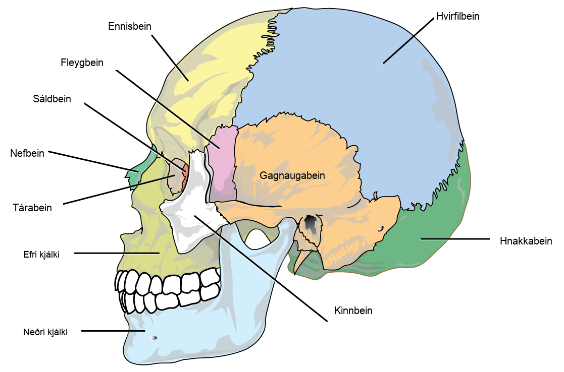 The bones of the skull are shown from the side. The mandible is the lower jaw bone. The maxilla is superior to the mandible, comprising the upper lip and side of the nasal region. The nasal bone is anterior. The lacrimal is on the inside of the eye socket. The ethmoid is posterior to the lacrimal. The frontal bone is large, and takes up the forehead region. The zygomatic, or cheekbone, is lateral to the eye socket. The sphenoid is just behind the zygomatic. The temporal bone makes up much of the side of the skull. The parietal is large, taking up much of the top and rear portions of the skull. The occipital bone makes up the lower back of the skull.