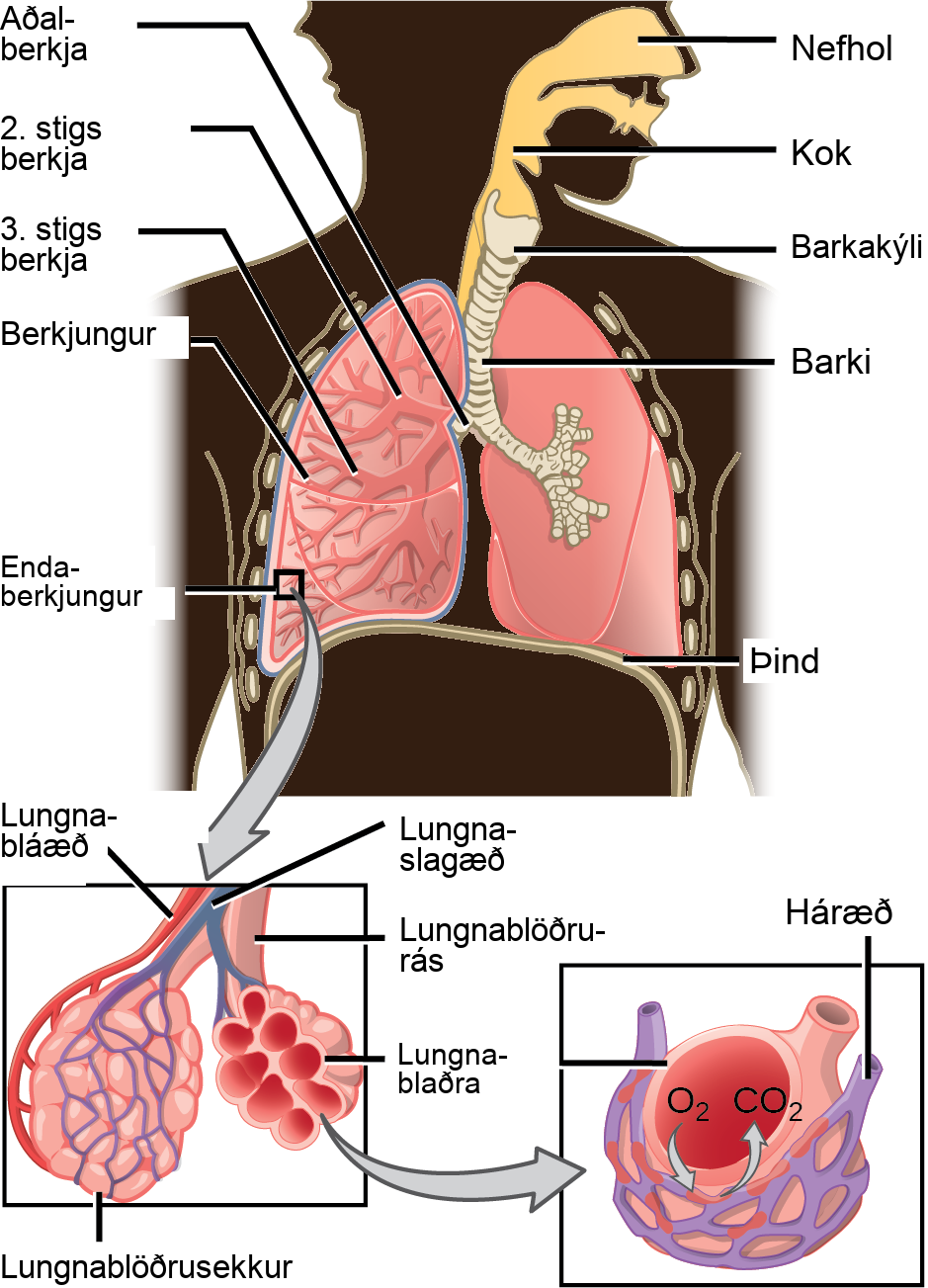 The illustration shows the flow of air through the human respiratory system. The nasal cavity is a wide cavity above and behind the nostrils, and the pharynx is the passageway behind the mouth. The nasal cavity and pharynx join and enter the trachea through the larynx. The larynx is somewhat wider than the trachea and flat. The trachea has concentric, ring-like grooves, giving it a bumpy appearance. The trachea bifurcates into two primary bronchi, which are also grooved. The primary bronchi enter the lungs, and branch into secondary bronchi. The secondary bronchi in turn branch into many tertiary bronchi. The tertiary bronchi branch into bronchioles, which branch into terminal bronchioles. Each terminal bronchiole ends in an alveolar sac. Each alveolar sac contains many alveoli clustered together, like bunches of grapes. The alveolar duct is the air passage into the alveolar sac. The alveoli are hollow, and air empties into them. Pulmonary arteries bring deoxygenated blood to the alveolar sac (and thus appear blue), and pulmonary veins return oxygenated blood (and thus appear red) to the heart. Capillaries form a web around each alveolus. The diaphragm is a membrane that pushes up against the lungs.