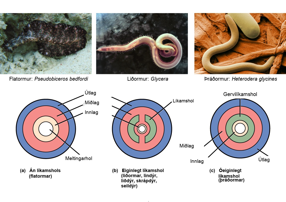 Part a shows the body plan of acoelomates, including flatworms. Acoelomates have a central digestive cavity. Outside this digestive cavity are three tissue layers: an inner endoderm, a central mesoderm, and an outer ectoderm. The photo shows a swimming flatworm, which has the appearance of a frilly black and pink ribbon. Part b shows the body plan of eucoelomates, which include annelids, mollusks, arthropods, echinoderms, and chordates. Eucoelomates have the same tissue layers as acoelomates, but a cavity called a coelom exists within the mesoderm. The coelom is divided into two symmetrical parts that are separated by two spokes of mesoderm. The photo shows a swimming annelid known as a bloodworm. The bloodworm has a tubular body that tapers at each end. Numerous appendages radiate from either side. Part c shows the body plan of pseudocoelomates, which include roundworms. Like the acoelomates and eucoelomates, the pseudocoelomates have an endoderm, a mesoderm, and an ectoderm. However, in pseudocoelomates, a pseudocoelum separates the endoderm from the mesoderm. The photo shows a roundworm, or nematode, which has a tubular body.