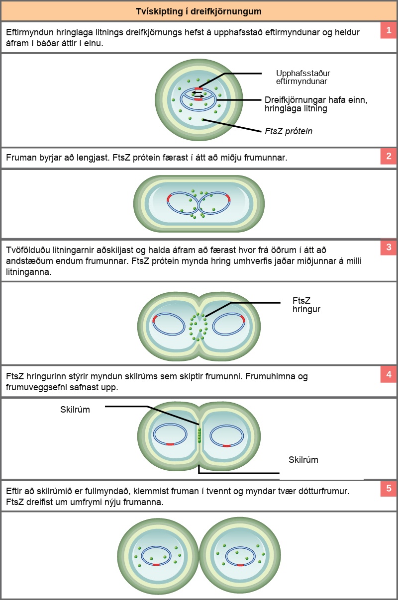 This illustration shows the steps of binary fission in prokaryotes. Replication of the single, circular chromosome begins at the origin of replication and continues simultaneously in both directions. As the D N A is replicated, the cell elongates, and upper case F lower case t lower case s upper case Z proteins migrate toward the center of the cell where they form a ring. The upper F lower t lower s upper Z ring directs the formation of a septum that divides the cell in two once D N A replication is complete.