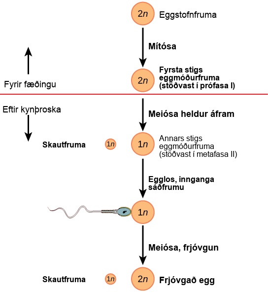 Oogenesis begins when the 2 n oogonium undergoes mitosis, producing a primary oocyte. The primary oocytes arrest in prophase I before birth. After puberty, meiosis of one oocyte per menstrual cycle continues, resulting in a 1 n secondary oocyte that arrests in metaphase I I and a polar body. Upon ovulation and sperm entry, meiosis is completed and fertilization occurs, resulting in a polar body, shown as 1 n, and a fertilized egg, 2 n.