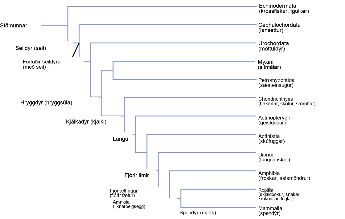 The deuterostome phylogenetic tree includes Echinodermata and chordata. Chordates possess an notochord and include chephalochordates (lancelets), urochordata (tunicates) craniata, which have a cranium. Craniata includes the Myxini (hagfish) and vertebrata, which possess a vertebral column. Vertebrata includes the Petromyzontida (lampreys) and Gnathostomes, which possess a jaw. Gnathostomes include Actinopterygii (ray finned fishes) and animals with four limbs. Animals with four limbs include Actinistia (coelacanths) , dipnoi (lungfishes) and tetrapods, or animals with four legs. Tetrapods include amphibian (frogs and salamanders) and Amniotic, which possess an amniotic egg. Amniota includes reptilian (turtles, snakes, crocodiles and birds) and mammalia, or animals that produce milk.