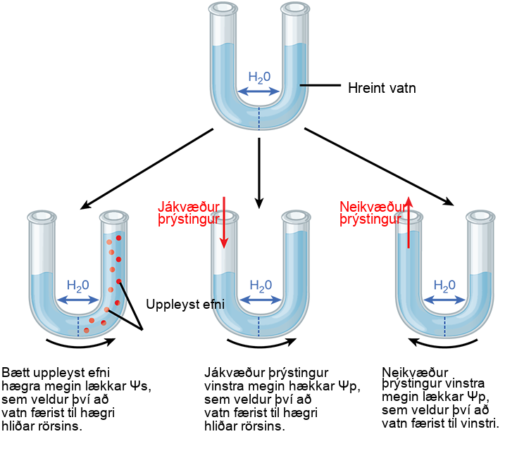 Illustration shows a U-shaped tube holding pure water. A semipermeable membrane, which allows water but not solutes to pass, separates the two sides of the tube. The water level on each side of the tube is the same. Beneath this tube are three more tubes, also divided by semipermeable membranes. In the first tube, solute has been added to the right side. Adding solute to the right side lowers p s i dash s, causing water to move to the right side of the tube. As a result, the water level is higher on the right side. The second tube has pure water on both sides of the membrane. Positive pressure is applied to the left side. Applying positive pressure to the left side causes p s i dash p to increase. As a results, water moves to the right so that the water level is higher on the right than on the left. The third tube also has pure water, but this time negative pressure is applied to the left side. Applying negative pressure lowers p s i dash p, causing water to move to the left side of the tube. As a result, the water level is higher on the left.