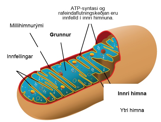 This illustration shows the structure of a mitochondrion, which has an outer membrane and an inner membrane. The inner membrane has many folds, called cristae. The space between the outer membrane and the inner membrane is called the intermembrane space, and the central space of the mitochondrion is called the matrix. A T P synthase enzymes and the electron transport chain are located in the inner membrane.