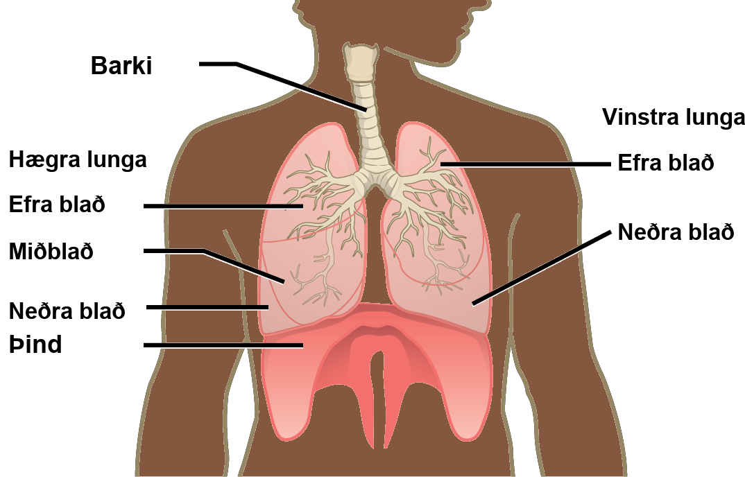 The illustration shows the trachea, which starts at the top of the neck and continues down into the chest, where it branches into the bronchi, which enter the lungs. The left lung has two lobes. The upper lobe is located in front of and above the lower lobe. The right lung has three lobes. The upper lobe is on the top, the lower lobe is on the bottom, and the middle lobe is sandwiched between them. The diaphragm presses against the bottom of the lungs and has the appearance of skin stretched over the top of a drum. Wide flaps of the diaphragm extend downward on the front left and right sides of the body. On the back, thin flaps of diaphragm stretch downward on either side of the spine.