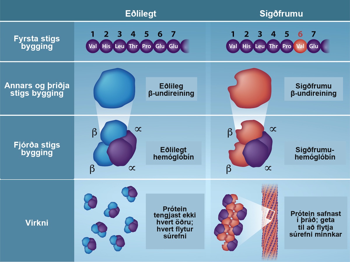 Several representations of hemoglobin proteins are shown under normal and sickle cell conditions. In primary structure, the sixth amino acid is replaced by valine. In secondary and tertiary structures, the sickle cell is revealed by a misshapen molecule. As a result, in function, normal hemoglobins do not associate with each other, and each can carry oxygen. But in sickle cell conditions, the proteins aggregate into a fiber and oxygen carrying capacity is reduced.