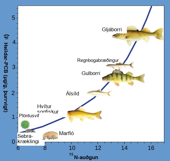 The illustration is a graph that plots total P C Bs in micrograms per gram of dry weight versus nitrogen 15 enrichment. It shows that P C Bs become increasingly concentrated at higher trophic levels. The slope of the graph becomes increasingly steep from phytoplankton, the primary consumer, to walleye, the tertiary consumer.