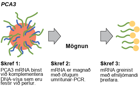 The P C A 3 test occurs in three steps. In step one, P C A 3 m R N A anneals to complementary D N A primers that are attached to beads. In step two, the m R N A is amplified using reverse-transcriptase P C R. In step three, the m R N A is detected using a chemiluminescent probe.