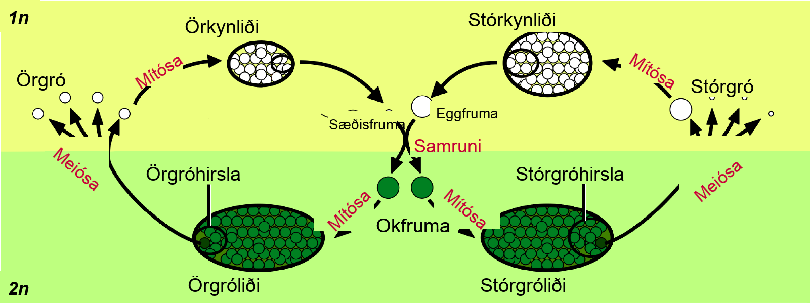 Illustration shows the life cycle of angiosperms, which includes a microgametophyte stage and a megagametophyte stage. The life cycle begins with the fusion of egg and sperm to form a zygote. The zygote undergoes mitosis, resulting in a male microsporophyte or a female megasporophyte. The microsporophyte has a cluster of cells called a microsporangium, and the megasporophyte has a cluster of cells called a megasporangium. Through meiosis, the microsporangium forms microspores, and the megasporangium forms megaspores. Both microspores and megaspores undergo mitosis, forming the microgametophyte and megagametophyte, respectively. Within the microgametophyte, the fusion of egg and sperm completes the cycle.