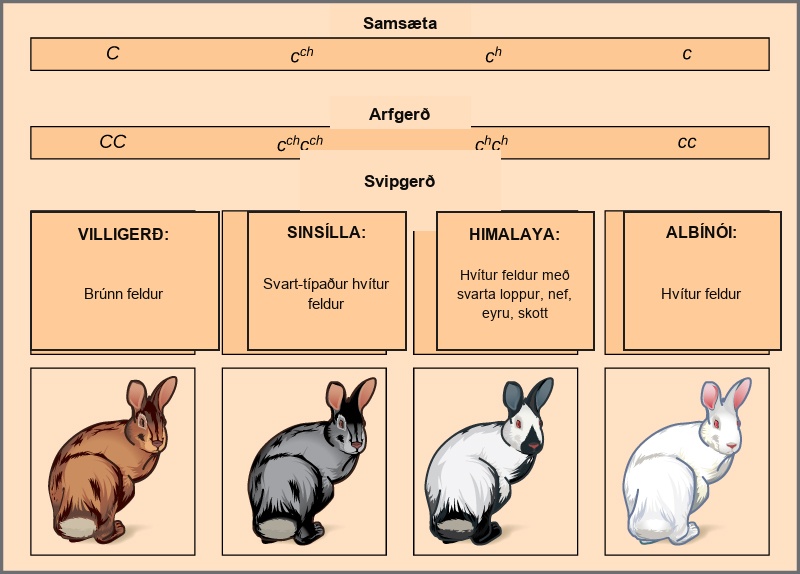 This illustration shows the four different variants for coat color in rabbits at the c allele. The genotype upper case C upper case C produces the wild type phenotype, which is brown. The genotype lower case c superscript c h baseline lower case c superscript c h baseline produces the chinchilla phenotype, which is black-tipped white fur. The genotype lower case c superscript h baseline, lower case c superscript h baseline, produces the Himalayan phenotype, which is white on the body and black on the extremities. The genotype lower case c lower case c produces the recessive phenotype, which is white.