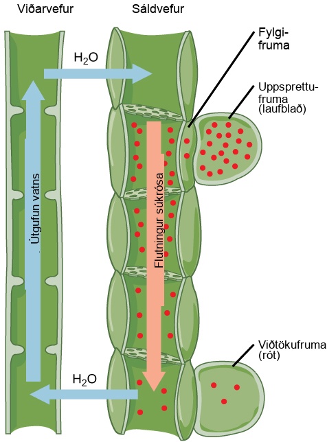 Illustration shows the transpiration of water up the tubes of the xylem from a root sink cell. At the same time, sucrose is translocated down the phloem to the root sink cell from a leaf source cell. The sucrose concentration is high in the source cell, and gradually decreases from the source to the root.