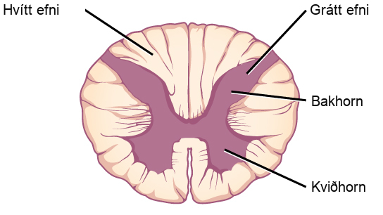 In the cross section the gray matter forms an X inside the oval white matter. The legs of the X are thicker than the arms. Each leg is called a ventral horn, and each arm is called a dorsal horn.