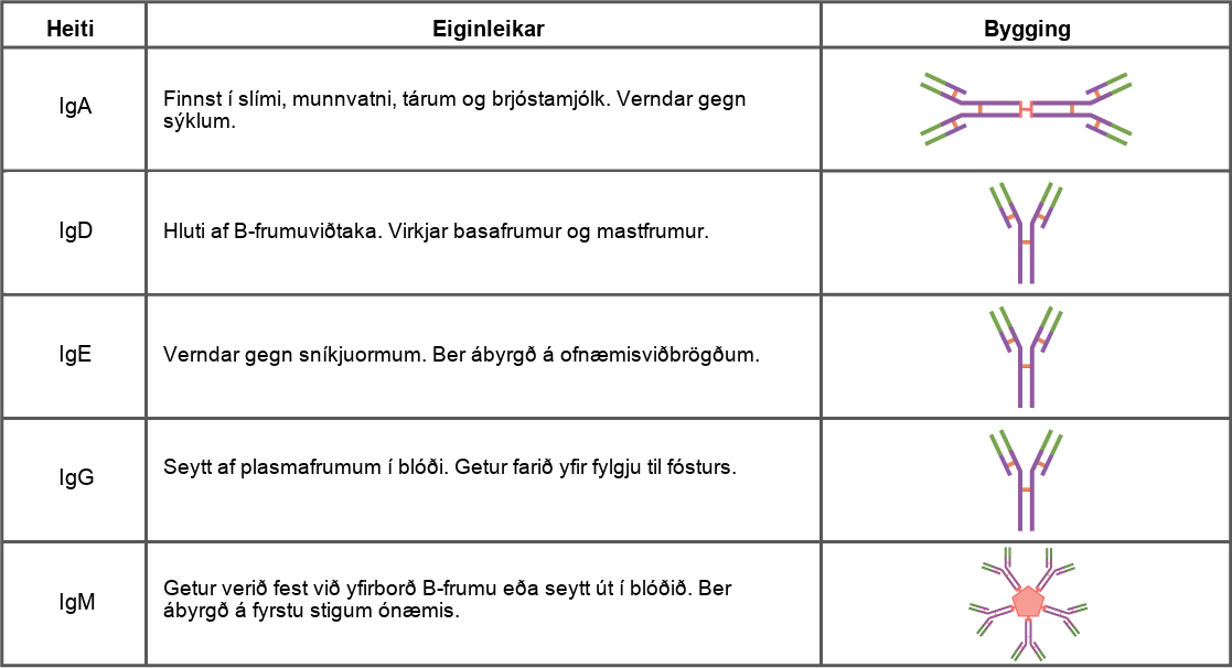 Table shows the structure and function of the five types of immunoglobulins: upper case I lower case g upper case A, and upper I lower g upper D, and upper I lower g upper E, and upper I lower g upper G and upper I lower g upper M. I g D, and I g E and I g G all have a Y shaped structure. I g D is part of the B cell receptor, and activates basophils and mast cells. I g E protects against parasitic worms, and is responsible for allergic reactions. I g G is secreted by plasma cells in the blood, and is able to cross the placenta into the fetus. I g A consist of two Y shaped structures connected at their trunk. It is found in mucous, saliva, tears and breast milk, and protects against pathogens. I g M consists of five Y shaped structures connected to a pentagram, with the top of the Ys facing out. It may be attached to the surface of B cells or secreted in the blood, and is responsible for the early stages of immunity.