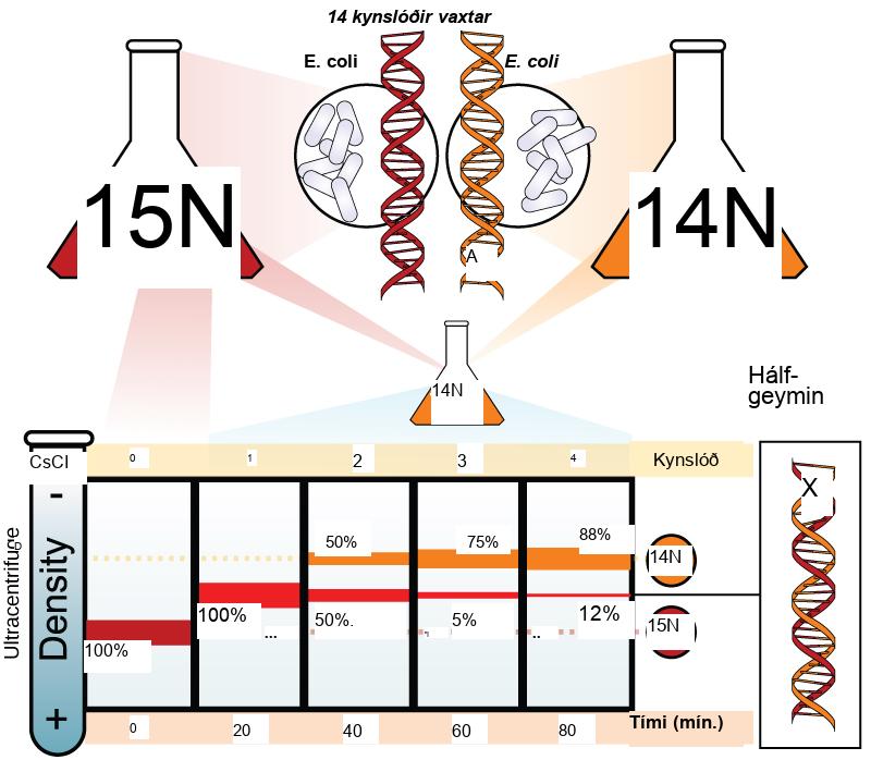Illustration shows an experiment in which E coli was grown initially in media containing superscript 15 baseline upper case N nucleotides. When the D N A was extracted and run in an ultracentrifuge, a band of D N A appeared low in the tube. The culture was next placed in the superscript 14 baseline upper case N medium. After one generation, all of the D N A appeared in the middle of the tube, indicating that the D N A was a mixture of half superscript 14 baseline upper N and half superscript 15 baseline upper N, D N A. After two generations, half of the D N A appeared in the middle of the tube, and half appeared higher up, indicating that half the D N A contained 50% superscript 15 baseline upper N, and half contained superscript 14 baseline upper N only. In subsequent generations, more and more of the D N A appeared in the upper, superscript 14 baseline upper N band.