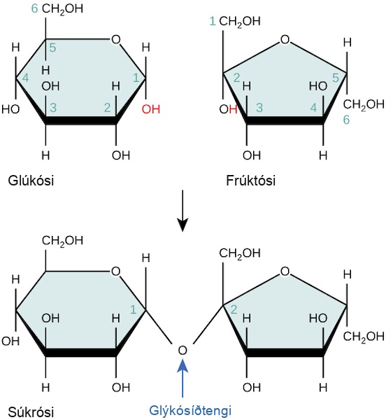 The formation of sucrose from glucose and fructose is shown. In sucrose, the number one carbon of the glucose ring is connected to the number two carbon of fructose via an oxygen.