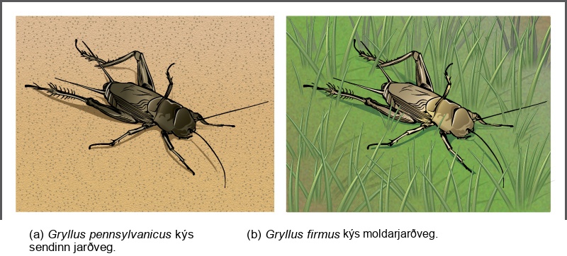 Illustration A shows the black Gryllus pennsylvanicus cricket on sandy soil, and illustration B shows the beige Gryllus firmus cricket in grass.