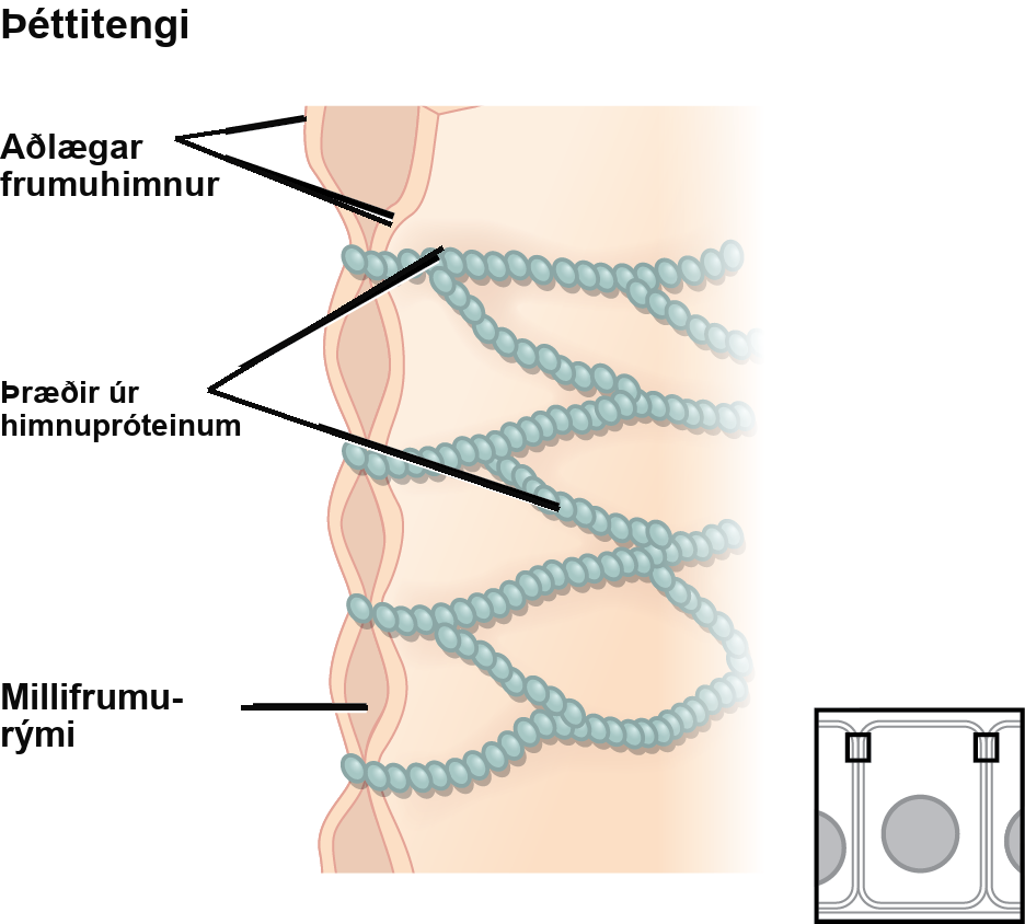 This illustration shows two cell membranes joined together by a matrix of tight junctions.