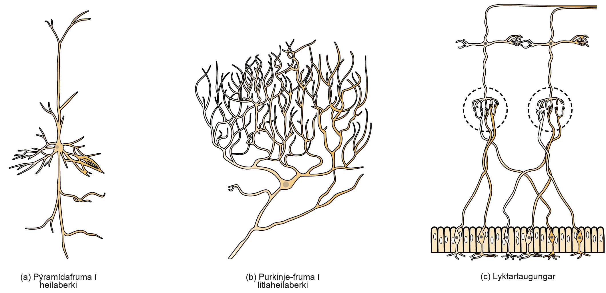 Part A shows a pyramidal cell with two long, branched projections on either end of the soma. Dendrites branch from either side. Part B shows a Purkinje cell with highly branched dendrites opposite the axon. Part C shows cells with long, thin axons. The dendrites are less branched than in pyramidal or Purkinje cells.