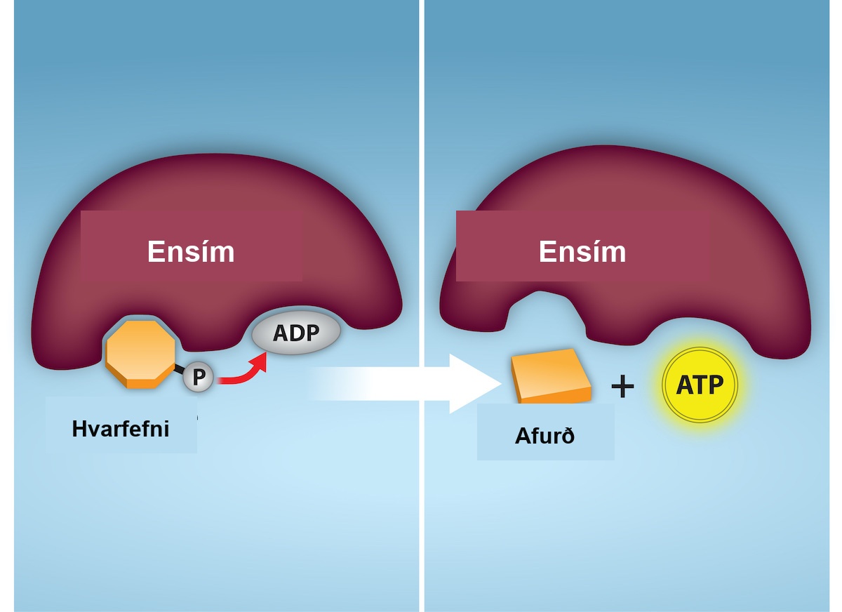 This illustration shows a substrate-level phosphorylation reaction in which the gamma phosphate of A T P is attached to a protein. The substrate, phosphate group, and A D P bind to an enzyme. And the result is the product and A T P.