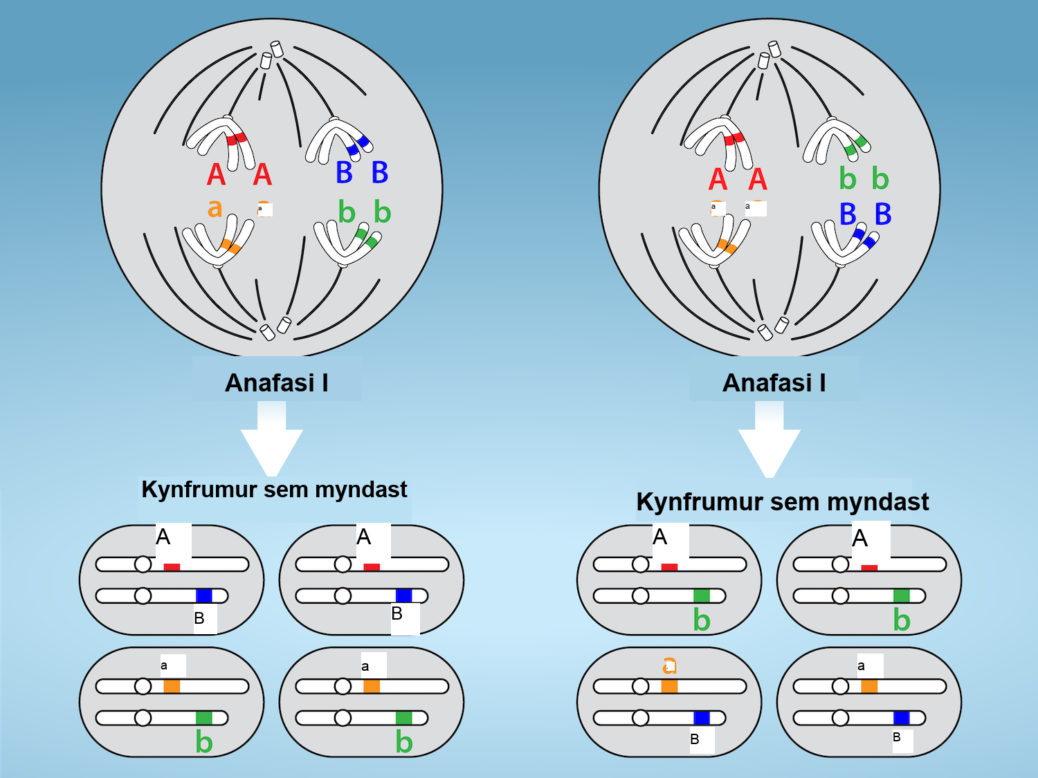 This illustration shows that, in a cell with a set of two chromosomes, four possible arrangements of chromosomes can give rise to eight different kinds of gamete. These are the eight possible arrangements of chromosomes that can occur during meiosis of two chromosomes.